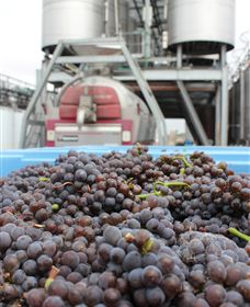 Punt Road Winery - Find Attractions 4
