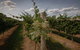 Punt Road Winery - thumb 7