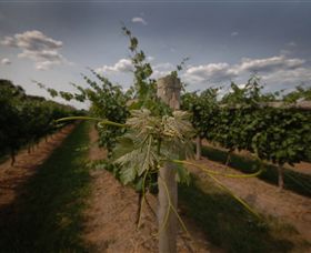 Punt Road Winery - Find Attractions 7