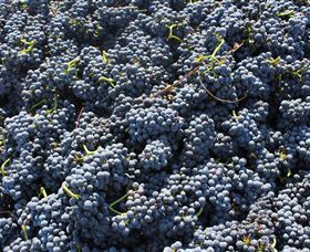 Punt Road Winery - Find Attractions 6