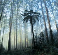 Yarra Ranges National Park - Find Attractions