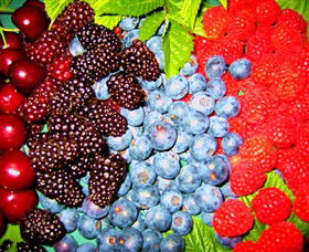Blue Hills Berries & Cherries - Find Attractions 2