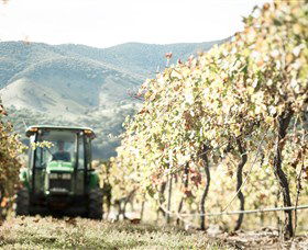 Logan Wines - Find Attractions 5