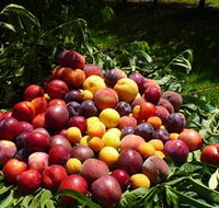 Rayner's Orchard - Find Attractions