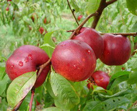 Rayner's Orchard - Find Attractions 4