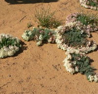 Coorow Wreath Flowers - Find Attractions