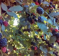 Gunnadoo Berries - Find Attractions