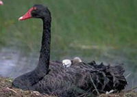 Book Fairhaven Accommodation Vacations Find Attractions Find Attractions