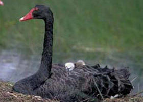 French Island Marine National Park - Find Attractions 0