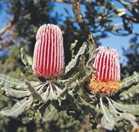 Coorow Wildflower Drive - Find Attractions