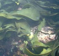 Churchill Island Marine National Park - Find Attractions