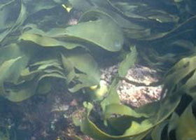 Churchill Island Marine National Park - Find Attractions 0