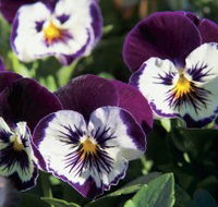 Newtown Park State Rose Garden - Find Attractions
