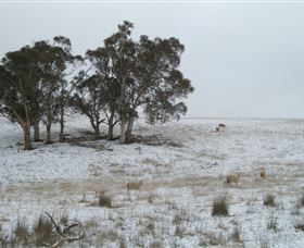 Crookwell Wind Farm - Find Attractions 2