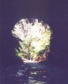 Glow Worm Tunnel - Find Attractions 0