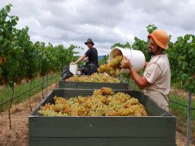 Golden Grove Estate - Find Attractions 0