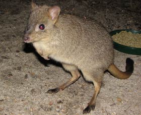 Barna Mia Native Animal Sanctuary - Find Attractions 1