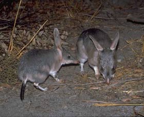 Barna Mia Native Animal Sanctuary - Find Attractions 2