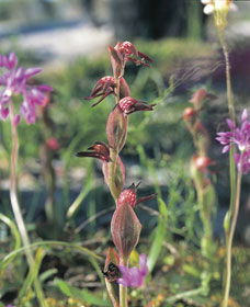 Carnamah-Eneabba Wildflower Drive - Find Attractions 0