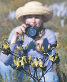 Carnamah-Eneabba Wildflower Drive - Find Attractions 1