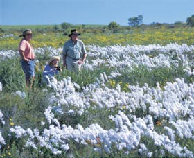 Carnamah-Eneabba Wildflower Drive - Find Attractions 2