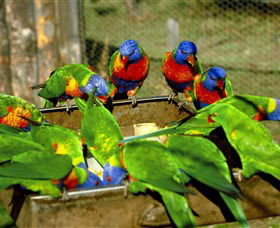 Canberra Walk In Aviary - Find Attractions 1