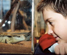 Canberra Reptile Zoo - Find Attractions 0