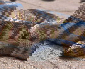 Canberra Reptile Zoo - Find Attractions 1