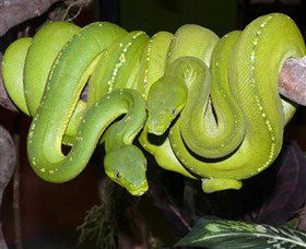Canberra Reptile Zoo - Find Attractions 2
