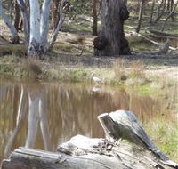 Mulligans Flat - Find Attractions