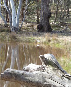 Mulligans Flat - Find Attractions 0