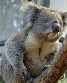 National Zoo & Aquarium - Find Attractions 5