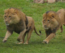 National Zoo & Aquarium - Find Attractions 4