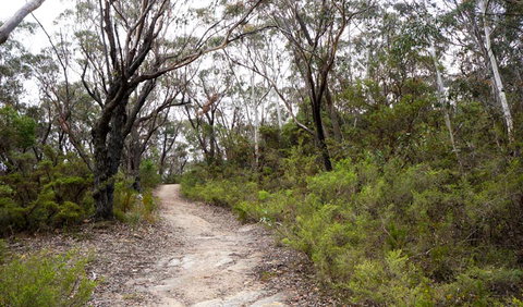 Six Foot Walking Track - Find Attractions 0