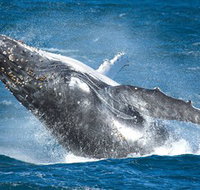Sydney Whale Watching - Find Attractions