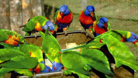 Canberra Walk In Aviary - Find Attractions 4