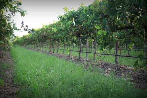 Bunnamagoo Wines - Find Attractions 2
