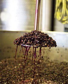 Quealy Winemakers - Find Attractions 6