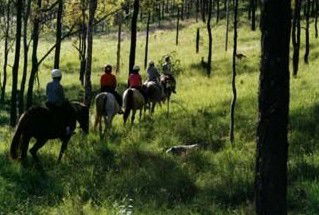 Hunter Valley Horse Riding And Adventures - Find Attractions 0