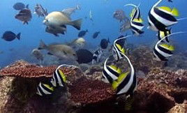 Byron Bay Dolphin Wildlife Tours - Find Attractions 3