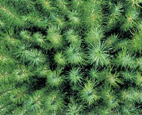 Cumberland State Forest - Find Attractions 1