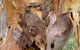 Muogamarra Nature Reserve - thumb 2