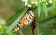 Muogamarra Nature Reserve - thumb 1
