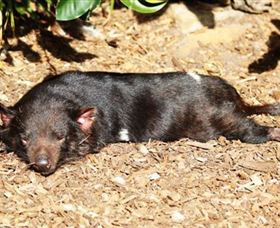 Symbio Wildlife Park Helensburgh