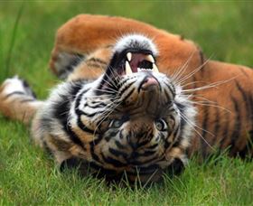 Symbio Wildlife Park - Find Attractions 6