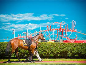 Morphettville Racecourse - Find Attractions 3