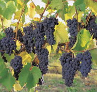 Hills Short Wine and Food Trail - Find Attractions