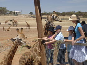 Monarto Open Range Zoo - Find Attractions 0