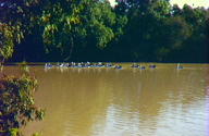 Warrego River Walk - Find Attractions 3