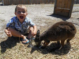 Animal Farm Goolwa - Find Attractions 0